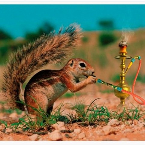 DM funny pics of MU squirrels
