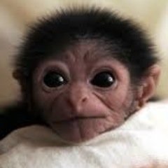 We're all just lonely monkeys in search for love, hugs, and a decent piece of pizza.