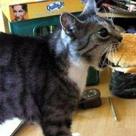 why do cats like cheese