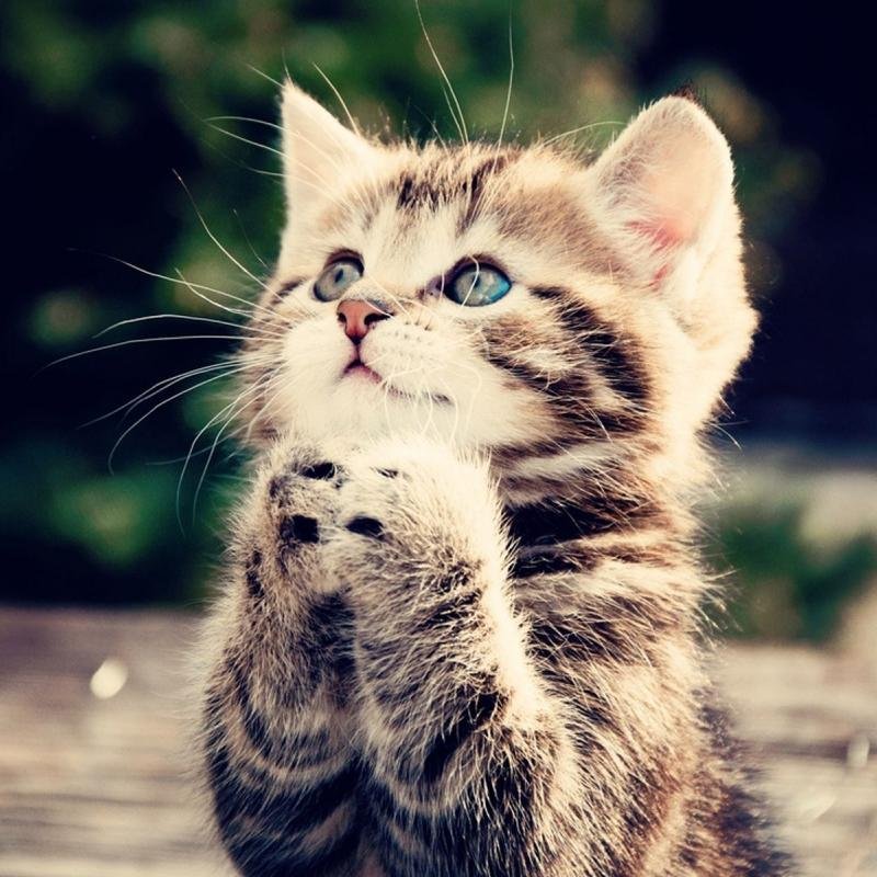 Cats_Worlld's profile picture. Cats from the world