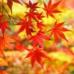 紅葉情報を毎日ツイートします。紅葉のおすすめスポットを知っていたらＲＴしてあげ下さいね。自動で１万フォロワーと毎月1万円の副収入が手に入るツイッターツールの無料プレゼントはこちら↓