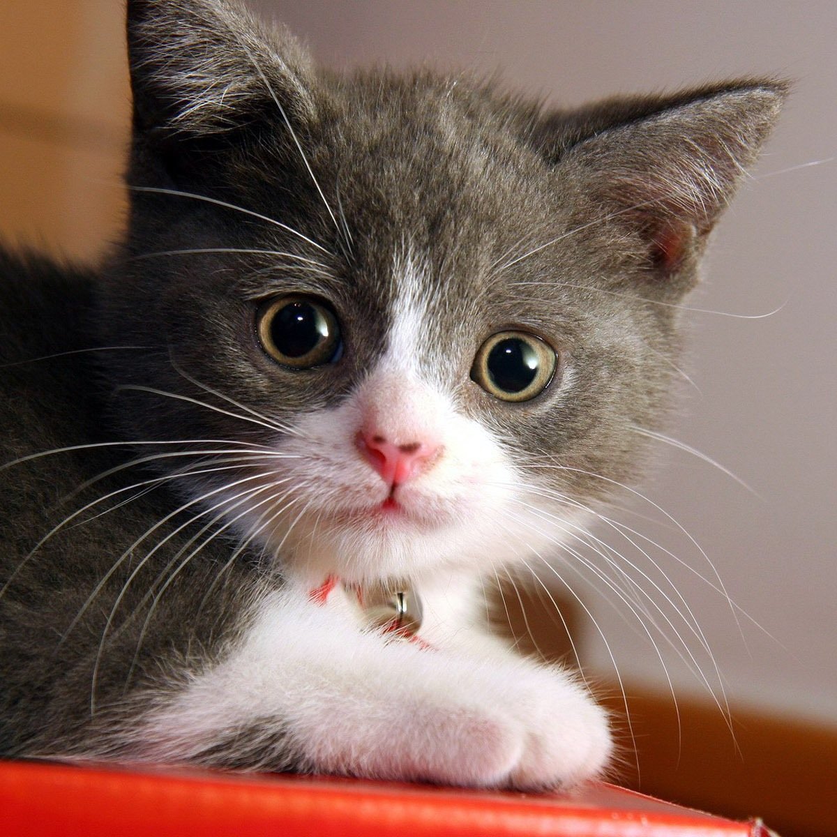 #STL, Meow. RTs NOT an endorsement.