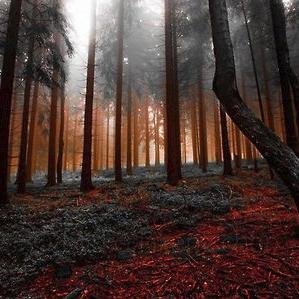 thefallenwords's profile picture. 16. Writer.