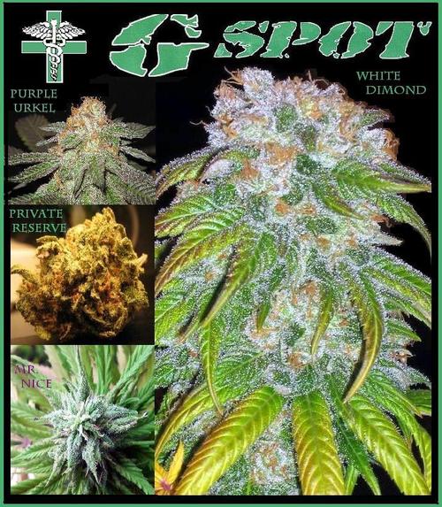 We are a Medical Marijuana Dispensary in North Hills California. We open at 6am on weekdays to serve you!