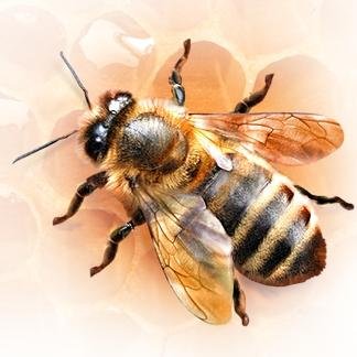 med_optom's profile picture. Компания «Медок» — продажа мёда оптом, продажа прополиса, перги, пыльцы, маточного молочка и воска. Доставляем мёд в регионы России. Звоните - 8 (800) 100-05-07