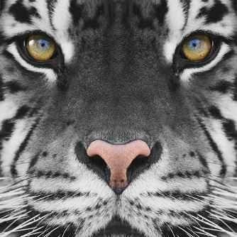 calixtoplin's profile picture. 