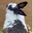 scooterJOY's profile image