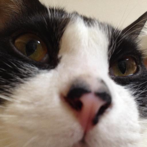 妻に「兵隊やくざの勝新太郎に似ている」と言われます。子供と飼い猫が7歳になりました。リツイートやいいねばかりでツイートはあまりしません。