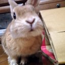 はなよ (@0319Rirakuma) Twitter