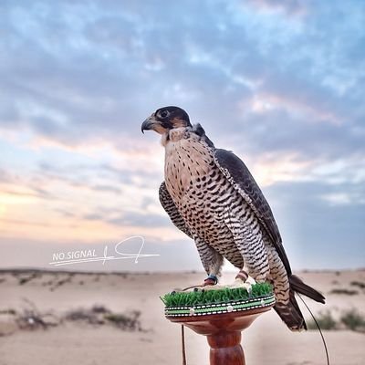 اللهم صلي على محمد وعلى اله وصحبه أجمعين                      
استغفر الله العظيم