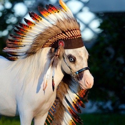 The queen of tiny horses kind of but not really
http://t.co/JfZdHoELJN