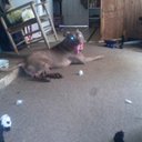 buddy bell - @buddb627 - Twitter