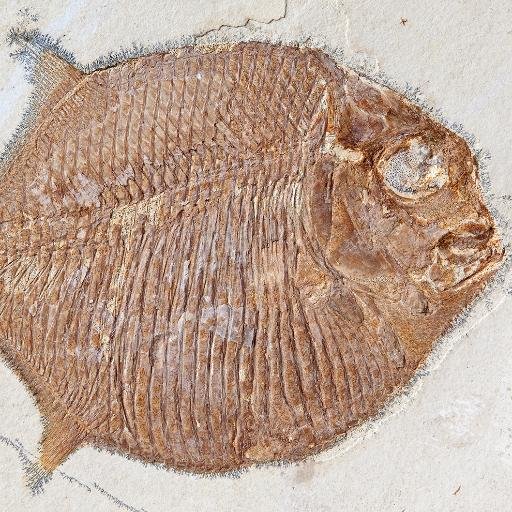 NHM Fossil Fish