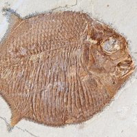 NHM Fossil Fish(@NHM_FossilFish) 's Twitter Profile Photo