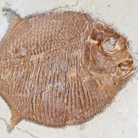 NHM Fossil Fish (@nhm_fossilfish) 's Twitter Profile Photo NHM Fossil Fish (@nhm_fossilfish) 's Twitter Profile Photo