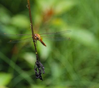 09dc2d4dcec14a2's profile picture. ikizler burcuyum :)))