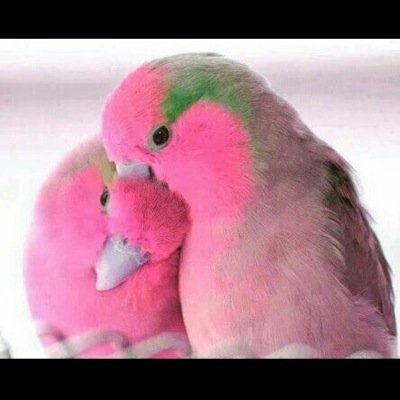 رومانسي