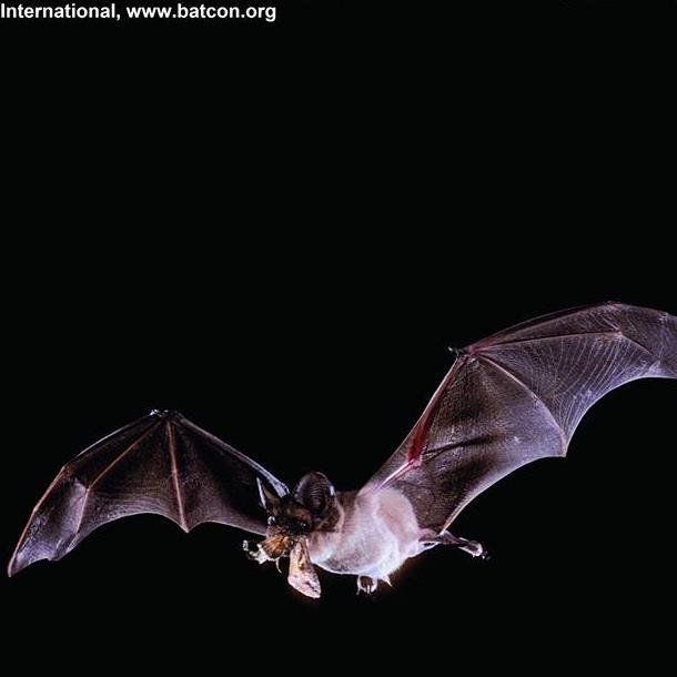 Our goal is to inform the public on the importance of bats, bring attention to conservation threats, and inspire citizens to become a champion for bats.