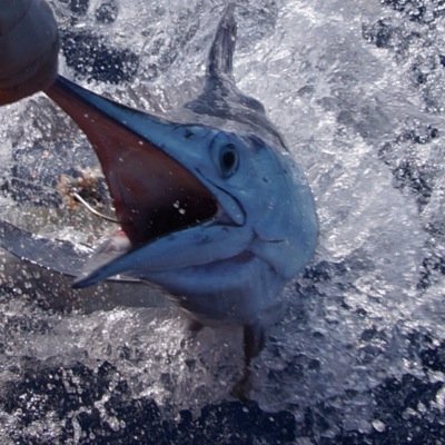 chasersportsfi1's profile picture. 