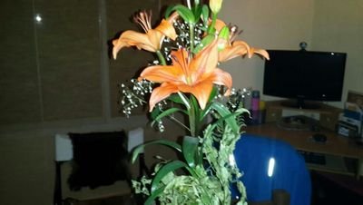 mb_beng's profile picture. odontología maestra de reiki budista