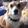 MintmanMint's profile picture. きいやま商店、ベリーグットマンにハマった♡犬、猫、鳥など動物全般、メダカとかも好き✨、温泉、旅行好き。滋賀/京都でウロウロしてます。