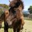 emem luv horsesのアイコン
