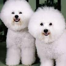 creatureshaven's profile picture. Dog grooming & Pet supplies, introducing different ideas every week