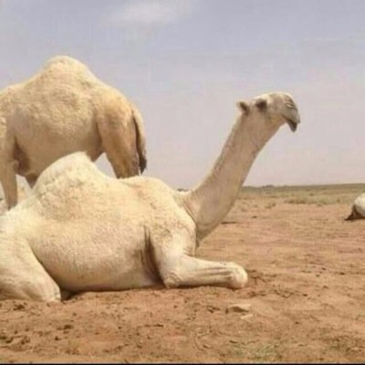 حائل