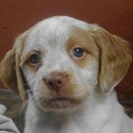 araneoadri's profile picture. 