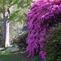A woodland and water garden in the Weald of Sussex. A place of beauty, tranquillity and a plantsman's paradise.