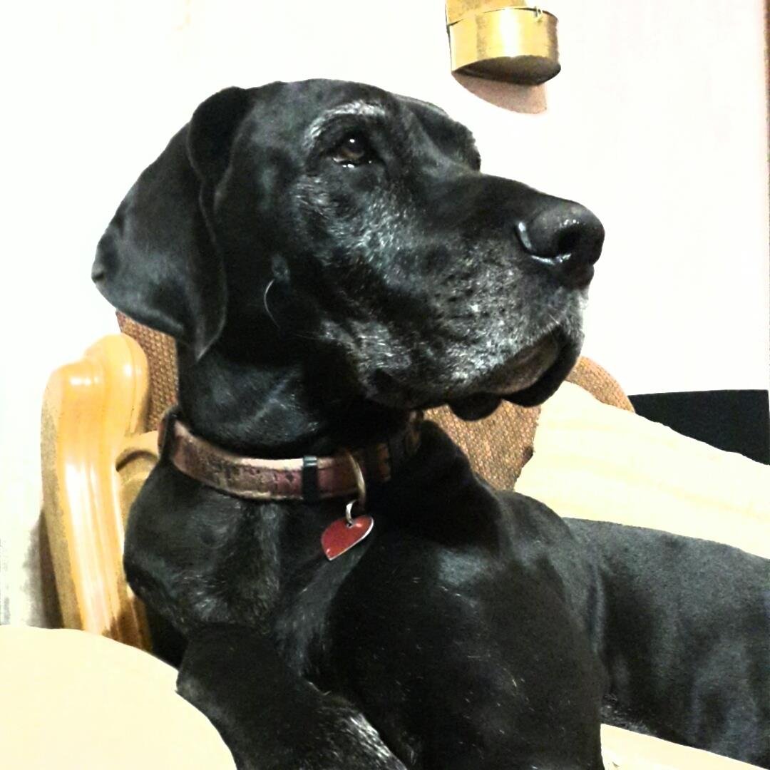 LadyChagoi's profile picture. 