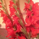 Gillian Robinson - @gillianrex - Twitter