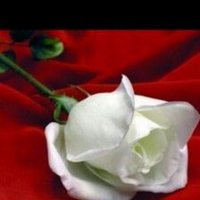 دانة حرب (@1a2b3d889) 's Twitter Profile