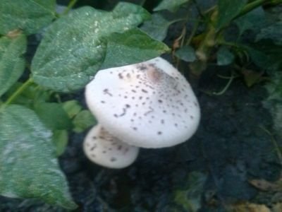 perdizamuestra's profile picture. g