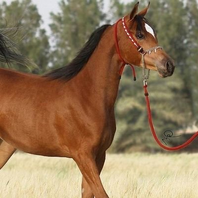 شموخي غير لاني عمانيه وامشي على نهج صدام حسين وبن سعيد.وتقدر تقول فيني من الغرور شوي