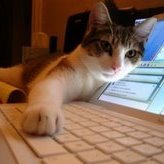 Software Developer in the ABQ