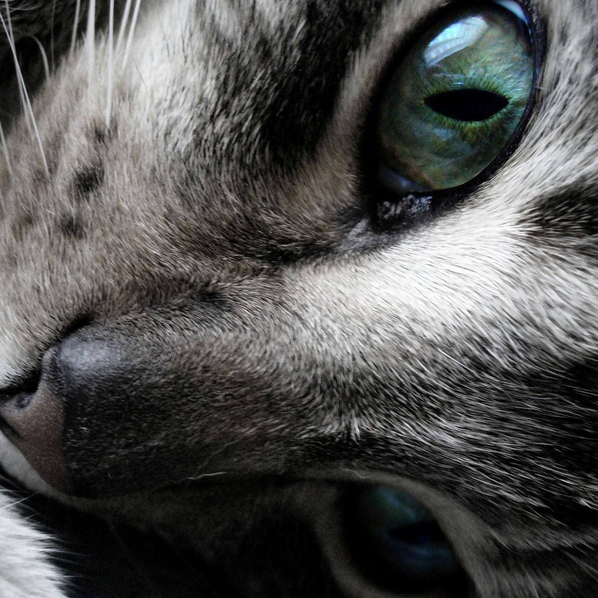 Enclosed, Lying to everyone there's no true story that I own. #Single #Shecat {Theme Song: Young Volcanoes by Fallout Boy}