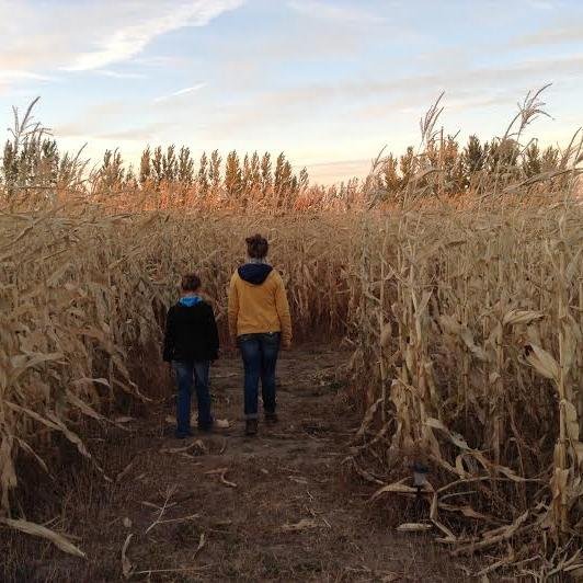 Reciprocal following guaranteed.
Magic Valley Corn Maze is pleased to announce its 2nd annual corn maze!
Proudly operated by Hollyberry Nursery.