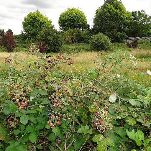 A 2 acre remnant of Finchley Common, now restored meadowland saved from housing & looked after by volunteers. It's a haven for wildlife; sorry no bikes or dogs.