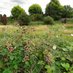 Long Lane Pasture (@llpasture) Twitter profile photo Long Lane Pasture (@llpasture) Twitter profile photo