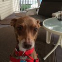 Sharon Schuetz - @sjschuetz - Twitter