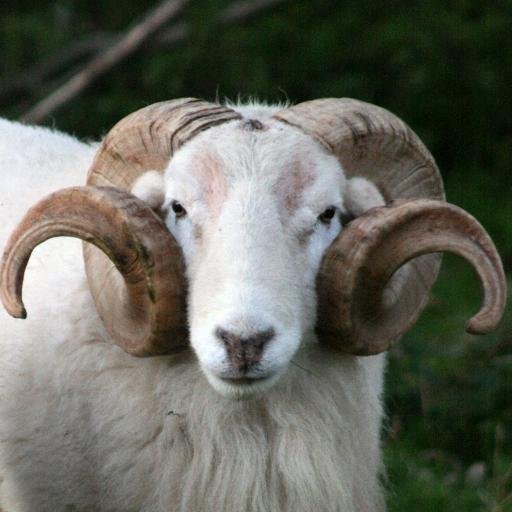 Farming & living in the south Wiltshire countryside. Tweeting about the family's arable farm, our livestock and nature.