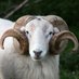 Charlotte Maythorn (@maythornfarm) Twitter profile photo