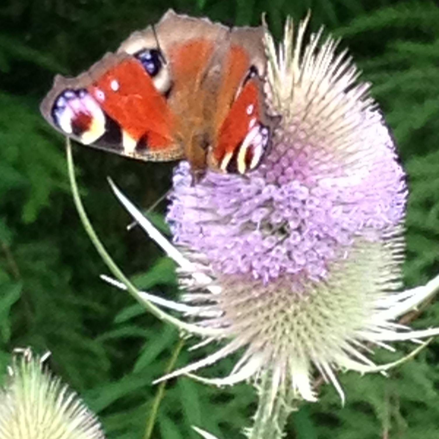 Delightful B&B in Cranbrook Kent. A period 16TH century property in the heart of The Garden of England. All things Garden!