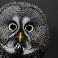 rwjc (@rojc_peter) 's Twitter Profile