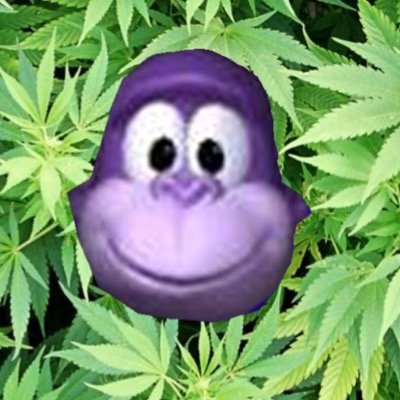 BONZIBUDDY  bonzisoftware