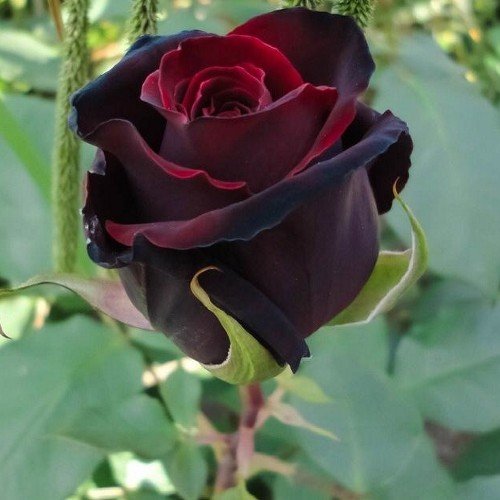 lina49510317's profile picture. احتاج الى غيبوبه لتعزلني عن العالم لبعض الوقت