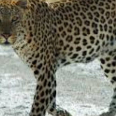 Dirtyleopard1's profile picture. Gt: DiRtyLeOpaRd Hmu with 2v2, 3v3, 4v4 tourneys on 360 ghost| tournies won-4