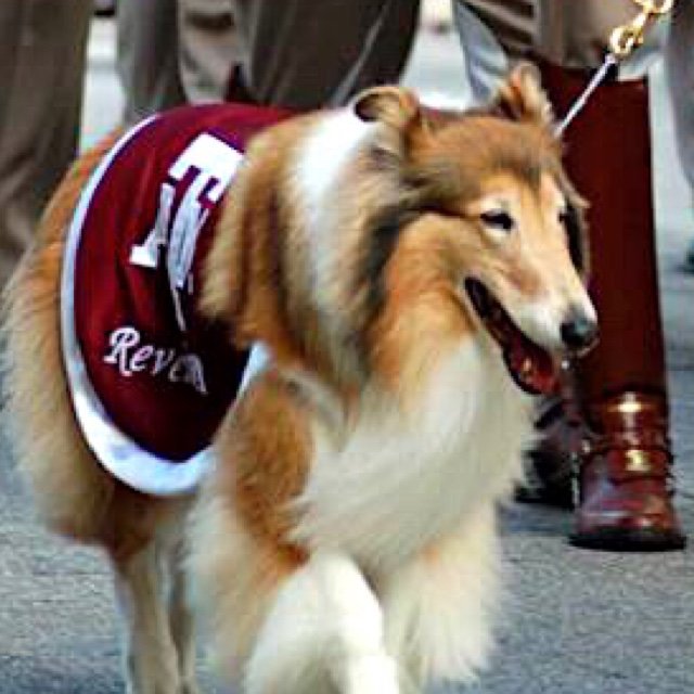 The Reveille lX ... the First Lady of @TAMU #12thMan