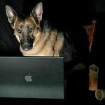 KennelClubTweet's profile picture. 